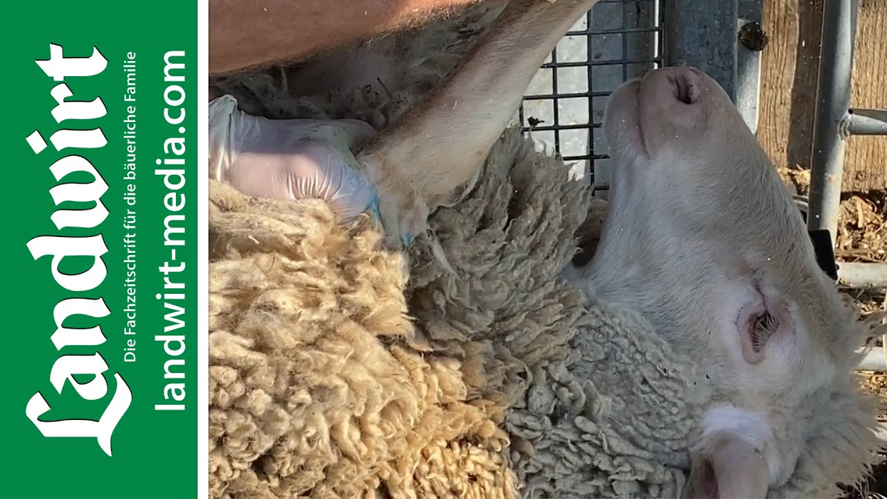 Von Schafen, Wolle und D&uuml;ngepellets | landwirt-media.com