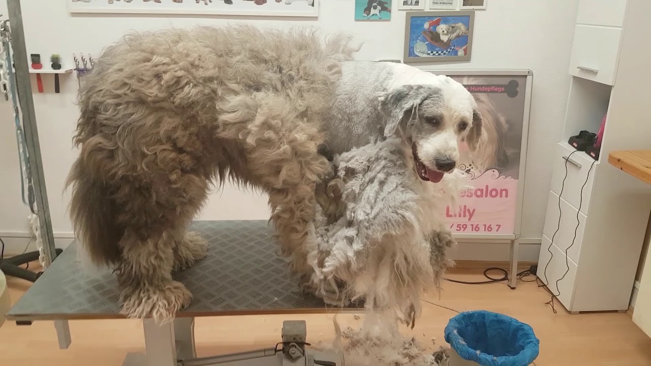 Notfall im Hundesalon - Hundesalon Lilly Bobtail abscheren beim Hundefriseur Lilly
