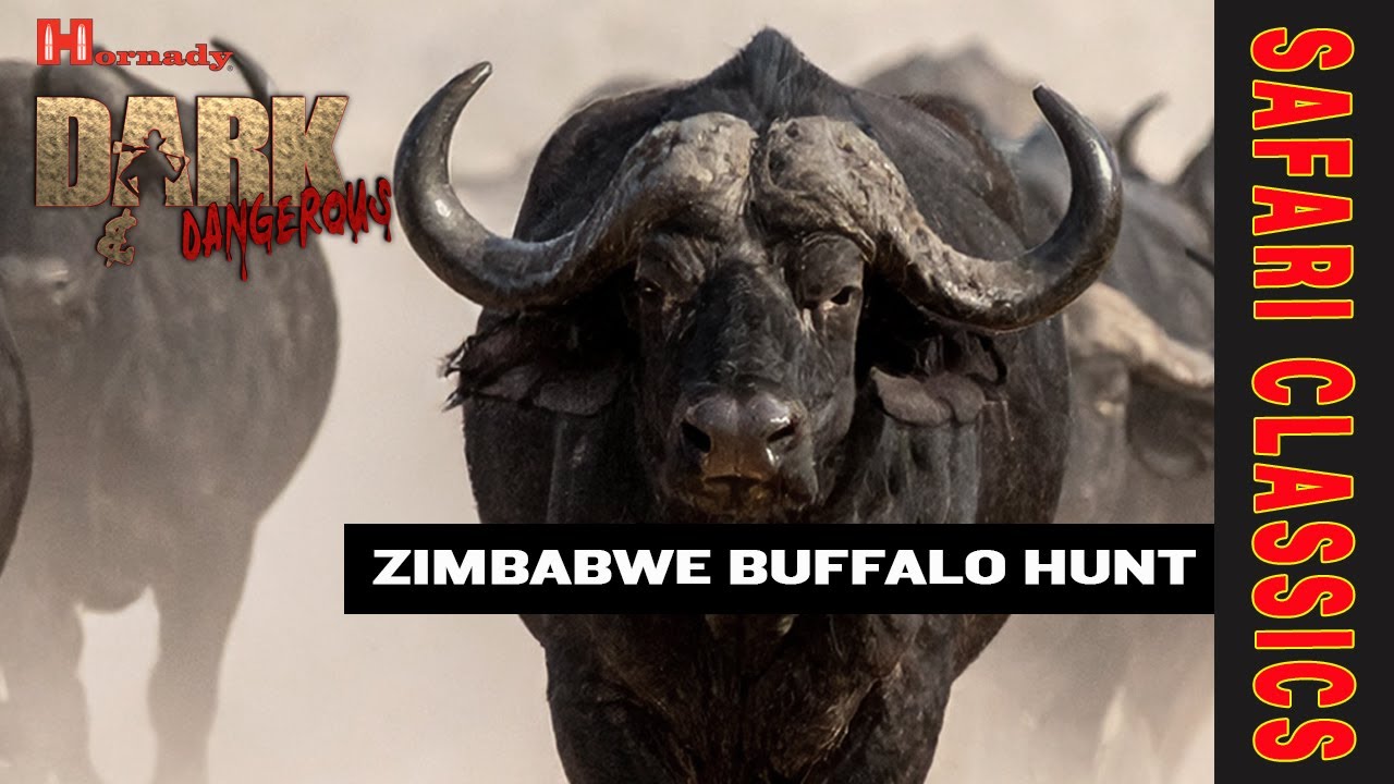Close-Range Buffalo Hunt in Zimbabwe&rsquo;s Thick Bush | PH Buzz Charlton