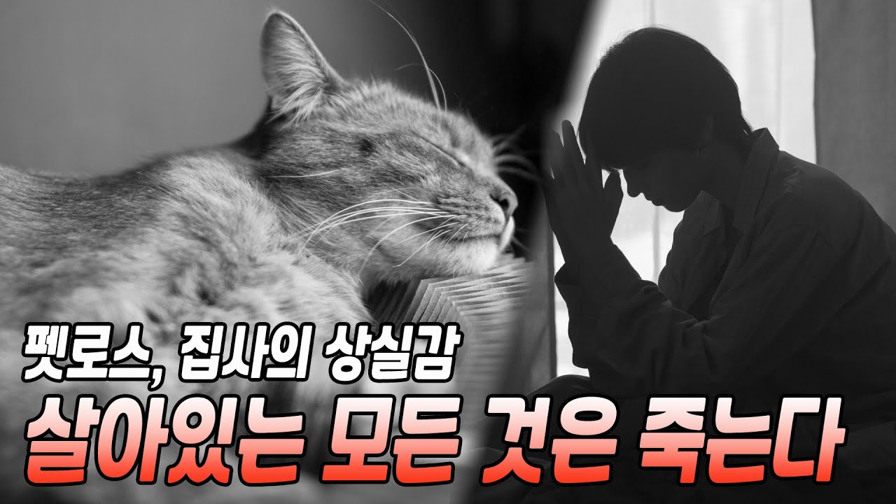 고양이도 언젠가는 죽습니다. 펫로스, 깊은 상실감에 대하여