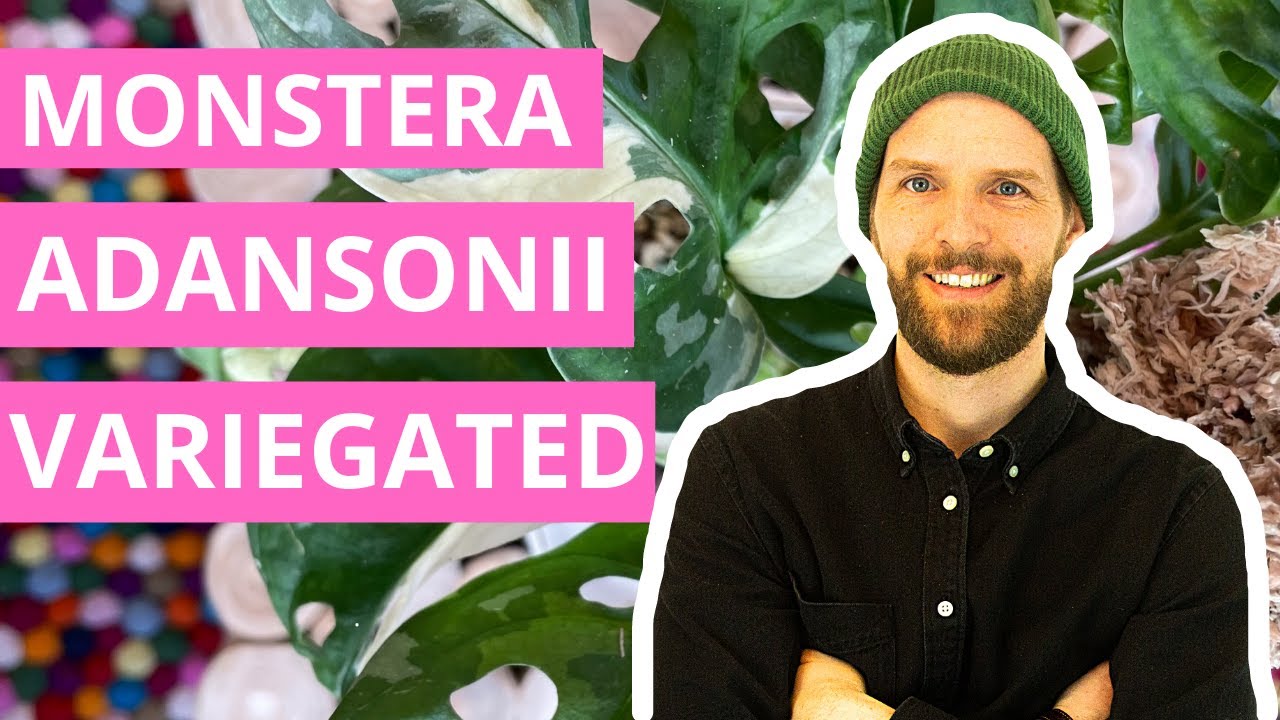 Monstera Adansonii Variegated — Ultimate Care Guide