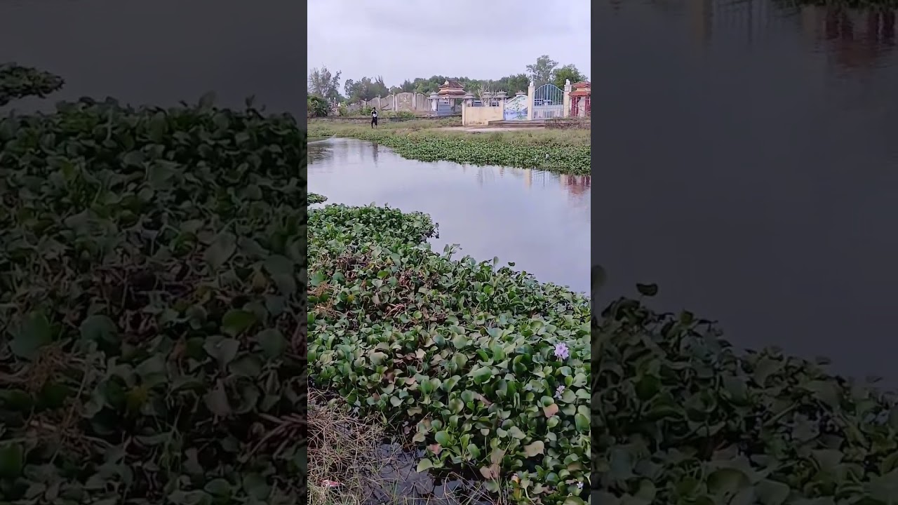 Thuốt lá chưng