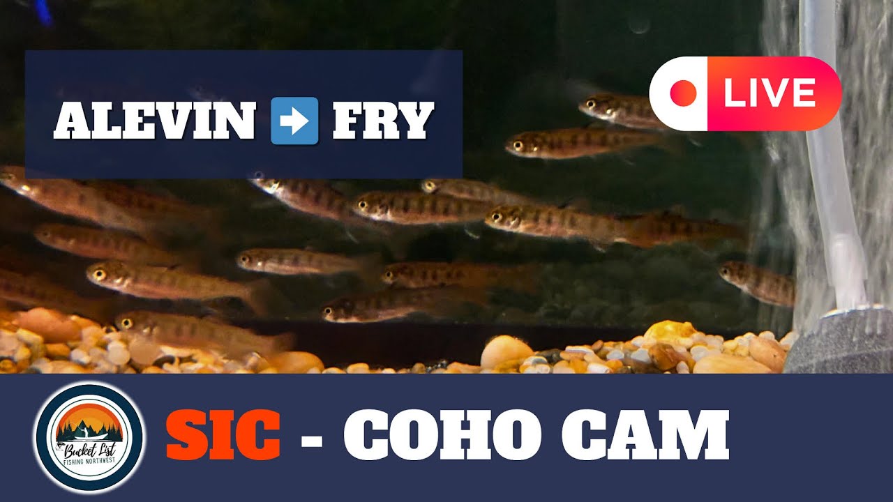 SIC - LIVE Coho Cam- February 11, 2026 (PART 2)