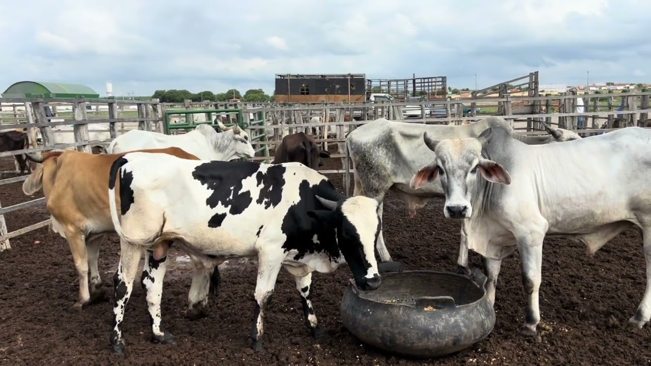 Conheça a FEIRA dos ANIMAIS de PETROLANDIA-PE #viral #trending #turismonordeste #nordestebrasileiro 