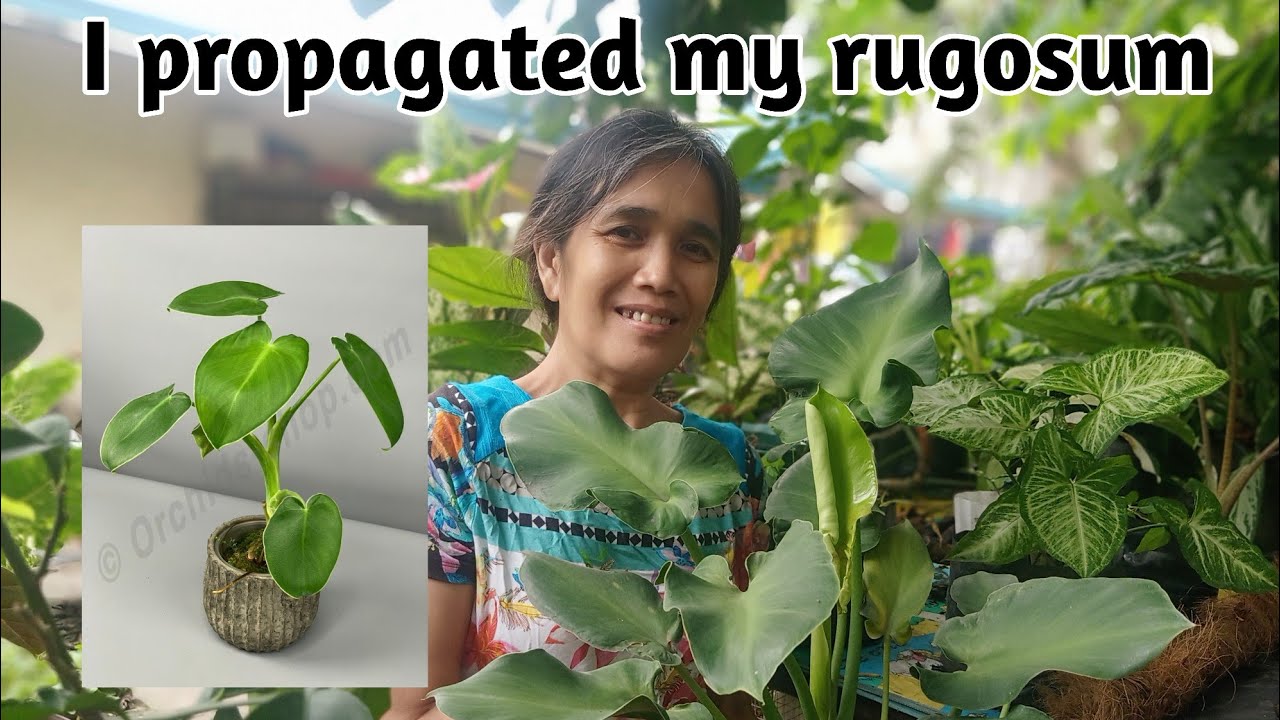 🍃🪴☘️Propagating My Philodendron Rugosum🌴🌱🍀