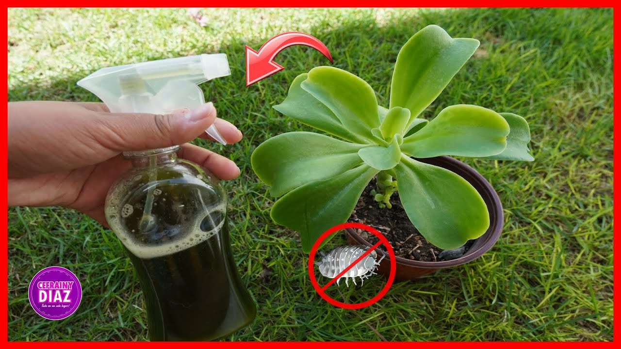 FUNGICIDA CASERO para acabar con los &aacute;caros y cochinilla en tus plantas - Adi&oacute;s a las plagas!