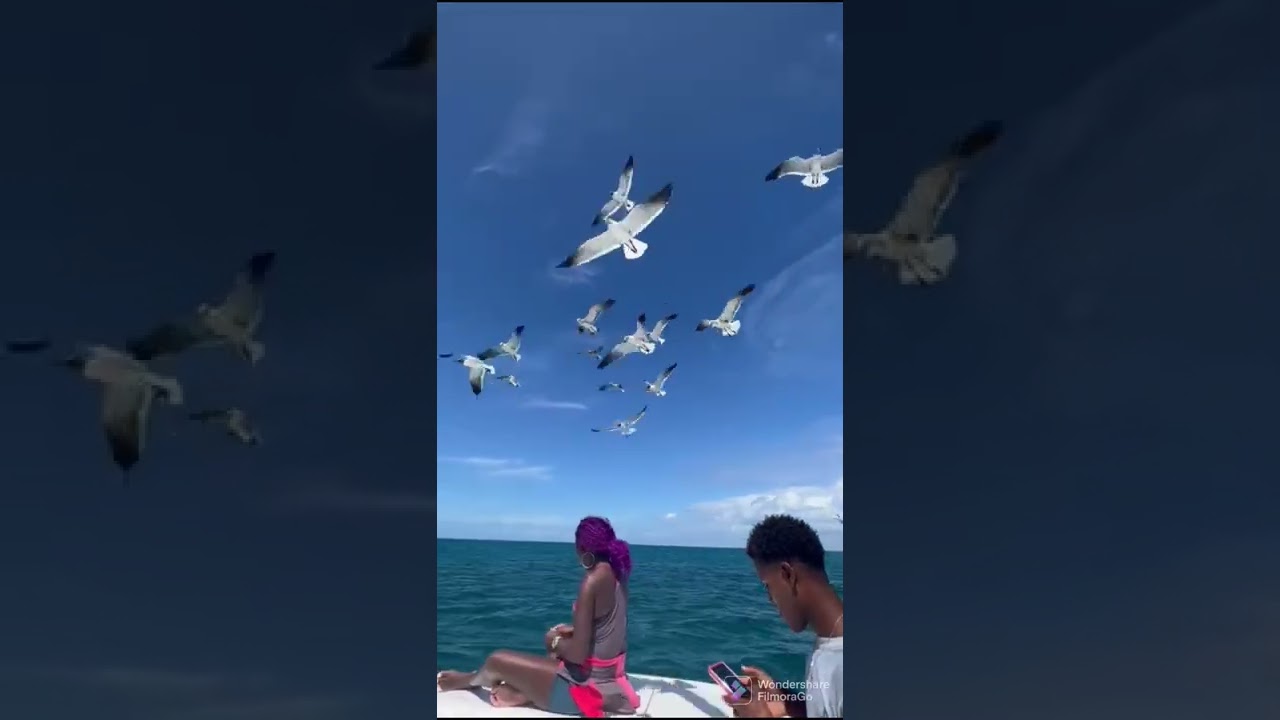 Playing With Seagull | Saona Island Punta Cana | FilmyBites | 2022