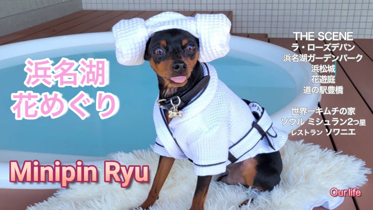 愛犬とTHE SCENE宿泊/ヤンモリ（ひつじまき）のRyu/フランスへ！/ミシュランガイドソウル2つ星レストランSOIGNE/浜名湖ガーデンパーク/花遊庭/道の駅豊橋/浜松城