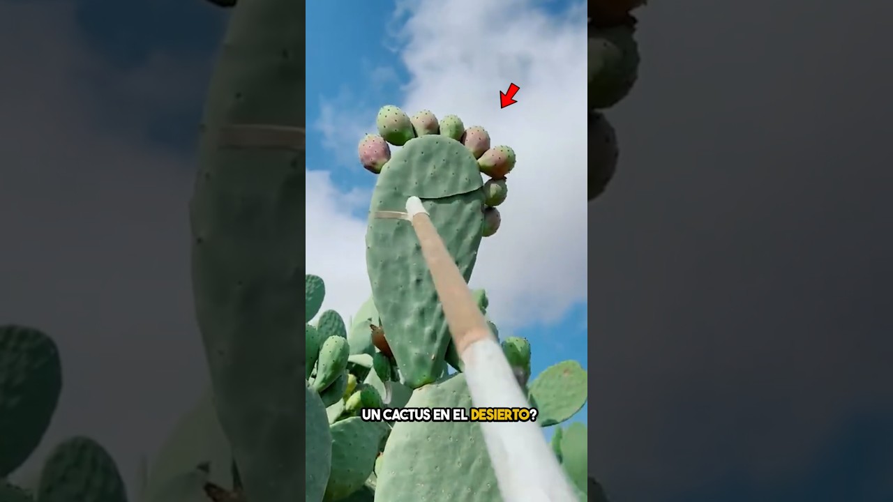 &iexcl;Este cactus puede salvarte la vida! 🌵😱
