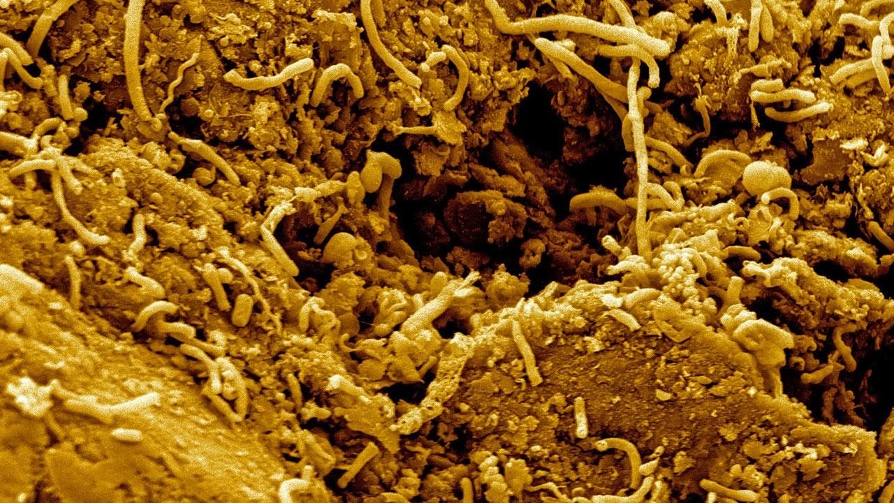 Exploring the Dark Matter of the Microbial World