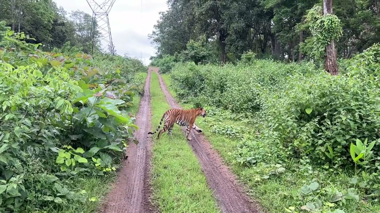Kabini - Nagarhole Jeep Safari - Lets go into the Jungle !!!
