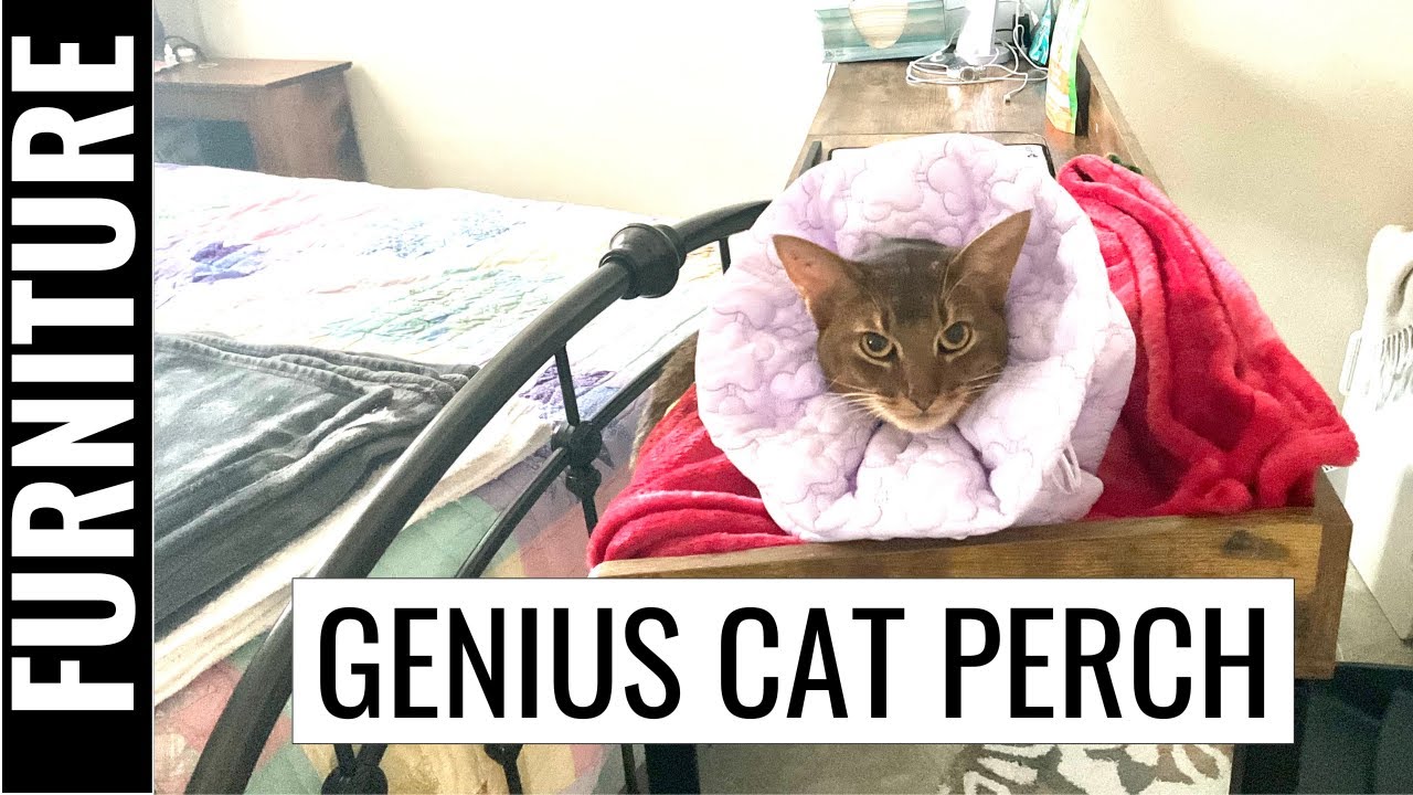 Abyssinian Cat Claims Hospital Table as Luxury Perch | Over The Bed Table Hack for Cats