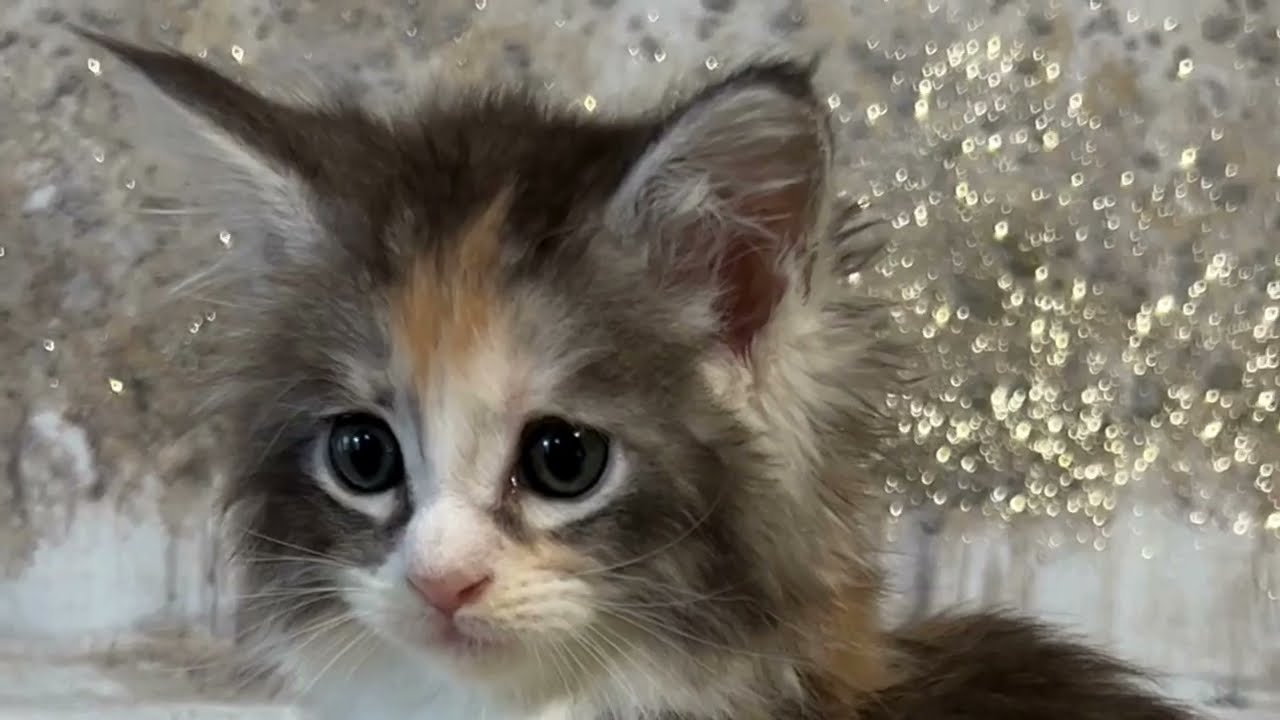Maine Coon Calico | Maine Coon Kittens | Bellspurr #mainecoons  #CalicoKitten #kitten #cutepets