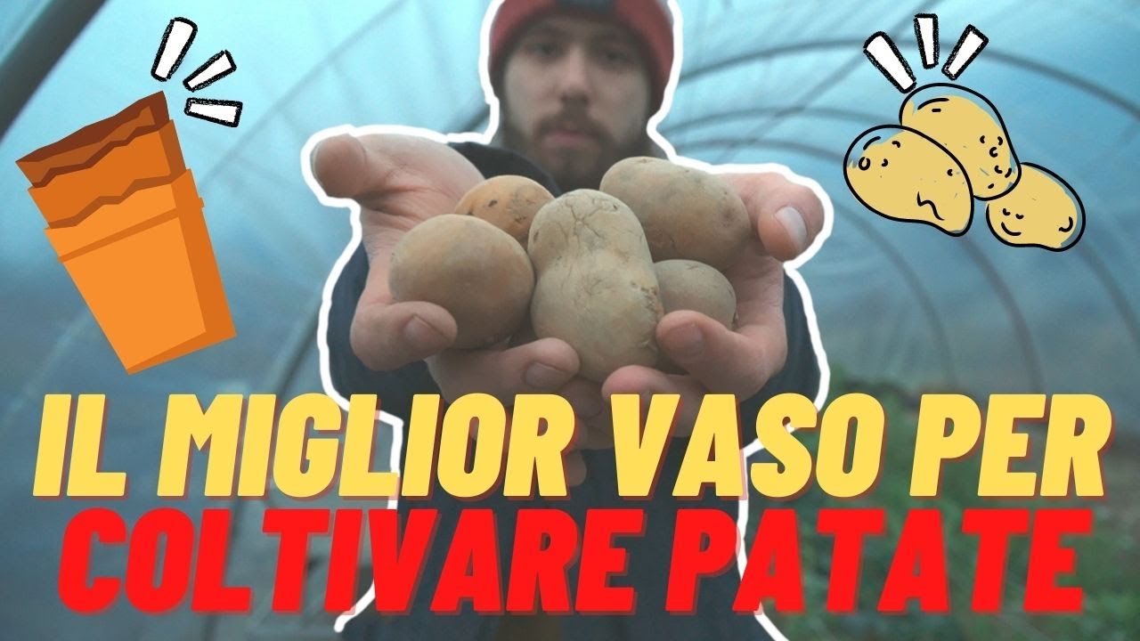 COLTIVARE LE PATATE IN VASO, SUL BALCONE | GROWBAG | ORTO SUL BALCONE