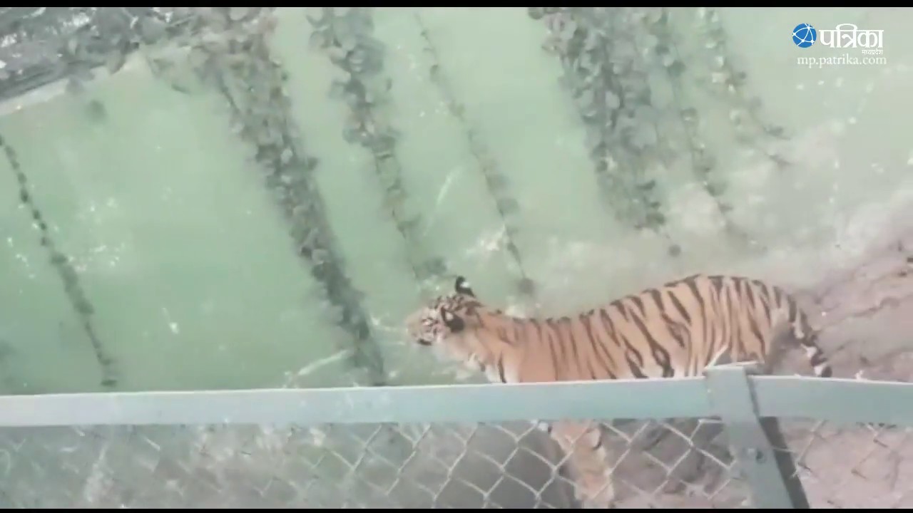 Exclusive Video |  Forged from Indore zoo tigress jumped fled, returned after 2 hours