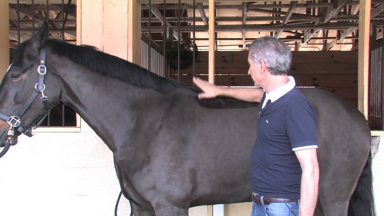 The Dressage Connection Wither Tracing