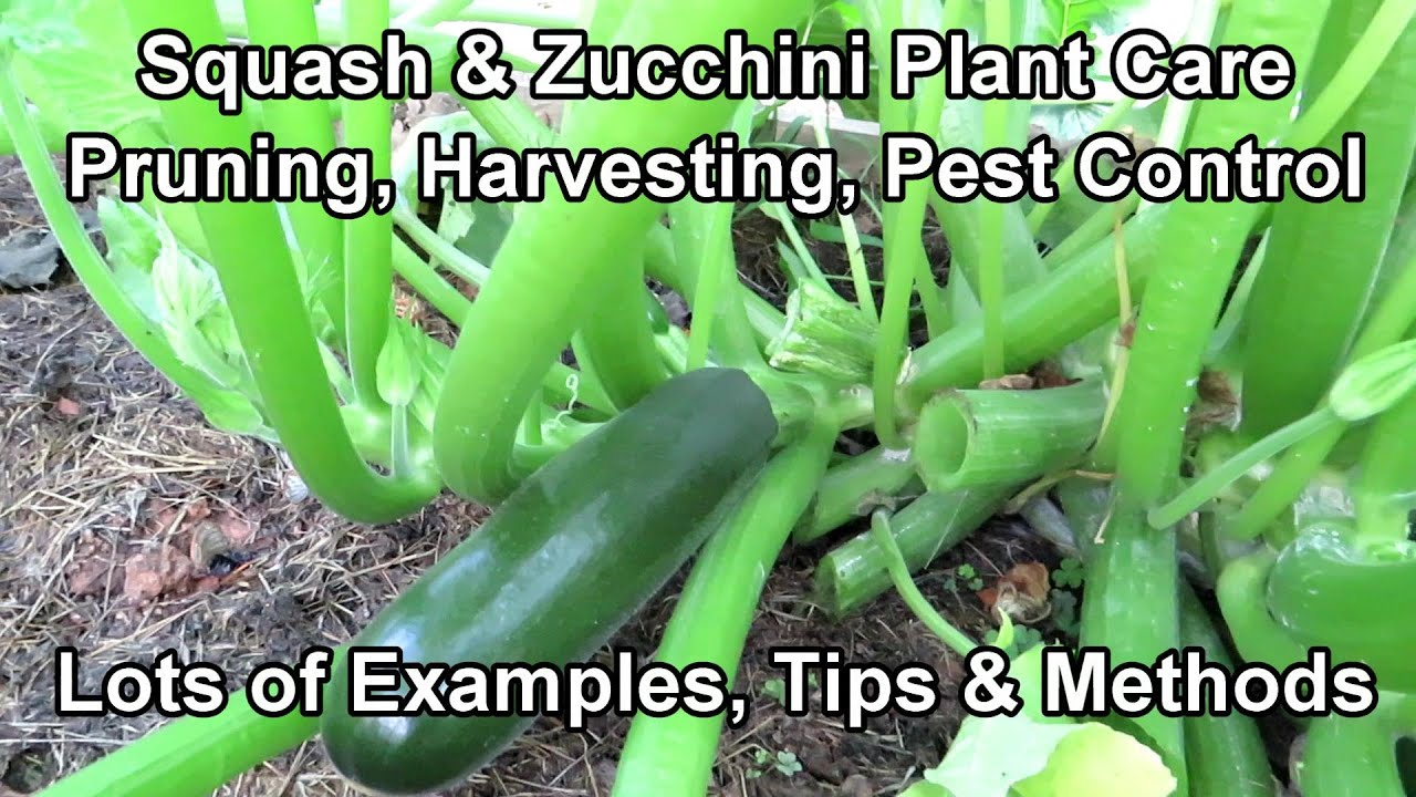 Squash & Zucchini: How to Prune or 'Not', Brown Tip Fruit, Managing the Vine Borer, Squash Bug Eggs