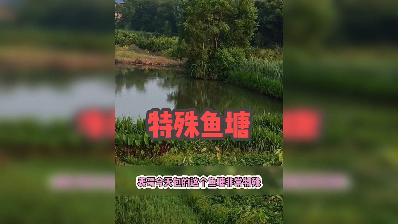 这是表哥包下的一个特殊的鱼塘