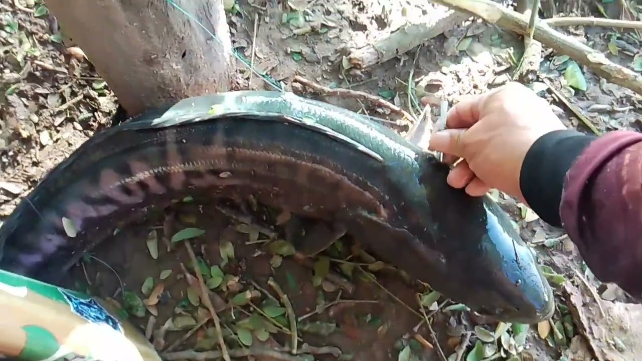 Nanginig ang katawan ko sa laki ng toman!!!#ALVARANFISHHUNTER/tiksay fishing!!!