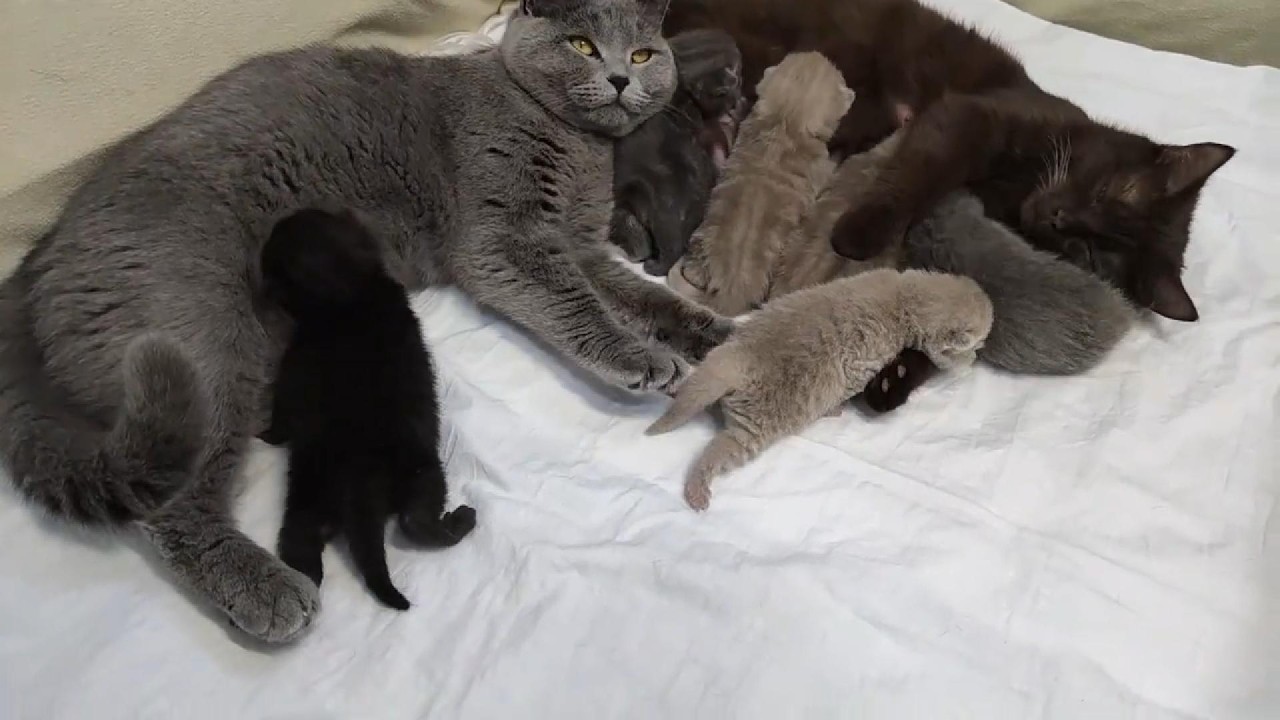 3 Anne 10 Yavru Kedi İle Aynı Evde Nasıl Yaşadı 😻🐾 Şaşırtan Sevgi Hikayesi Mutlu Biten Ger&ccedil;ek Hikaye