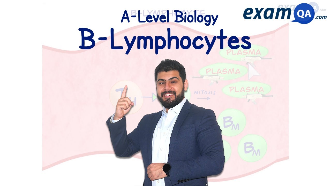 B-Lymphocytes | A-Level Biology