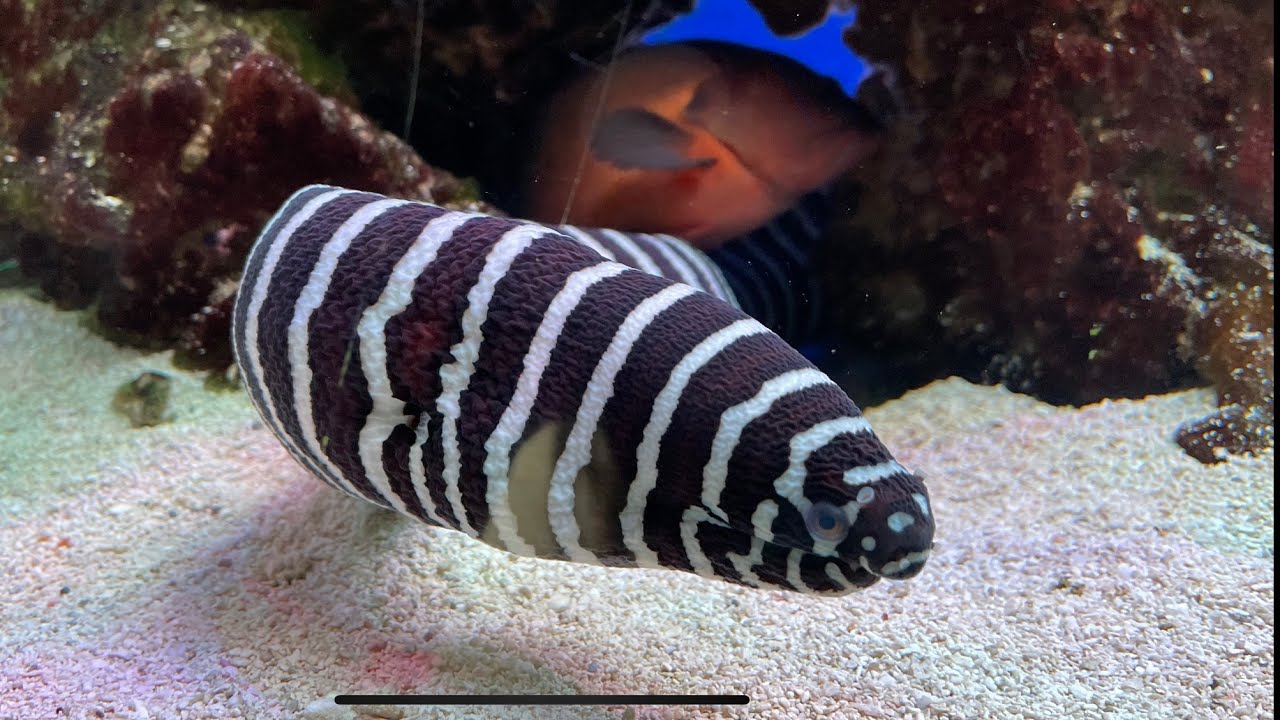Zebra Moray Eel Care Guide - 3 Foot Monster Aquarium Fish!
