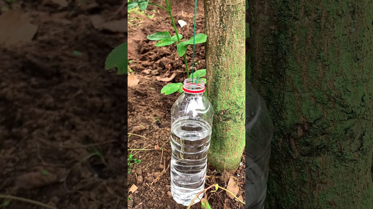 DIY automatic plant waterer #tips #plants #tricks