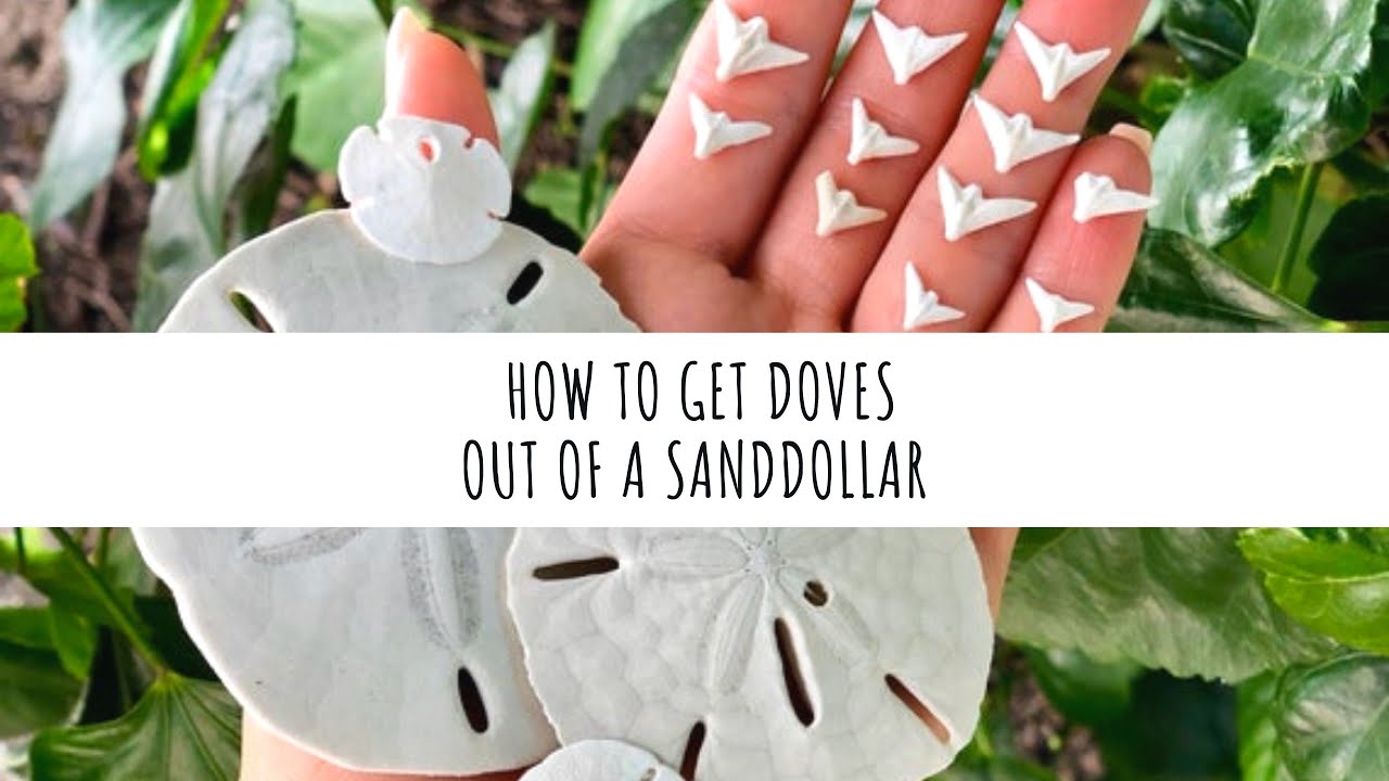 DIY tutorial: How to take doves out of sand dollars