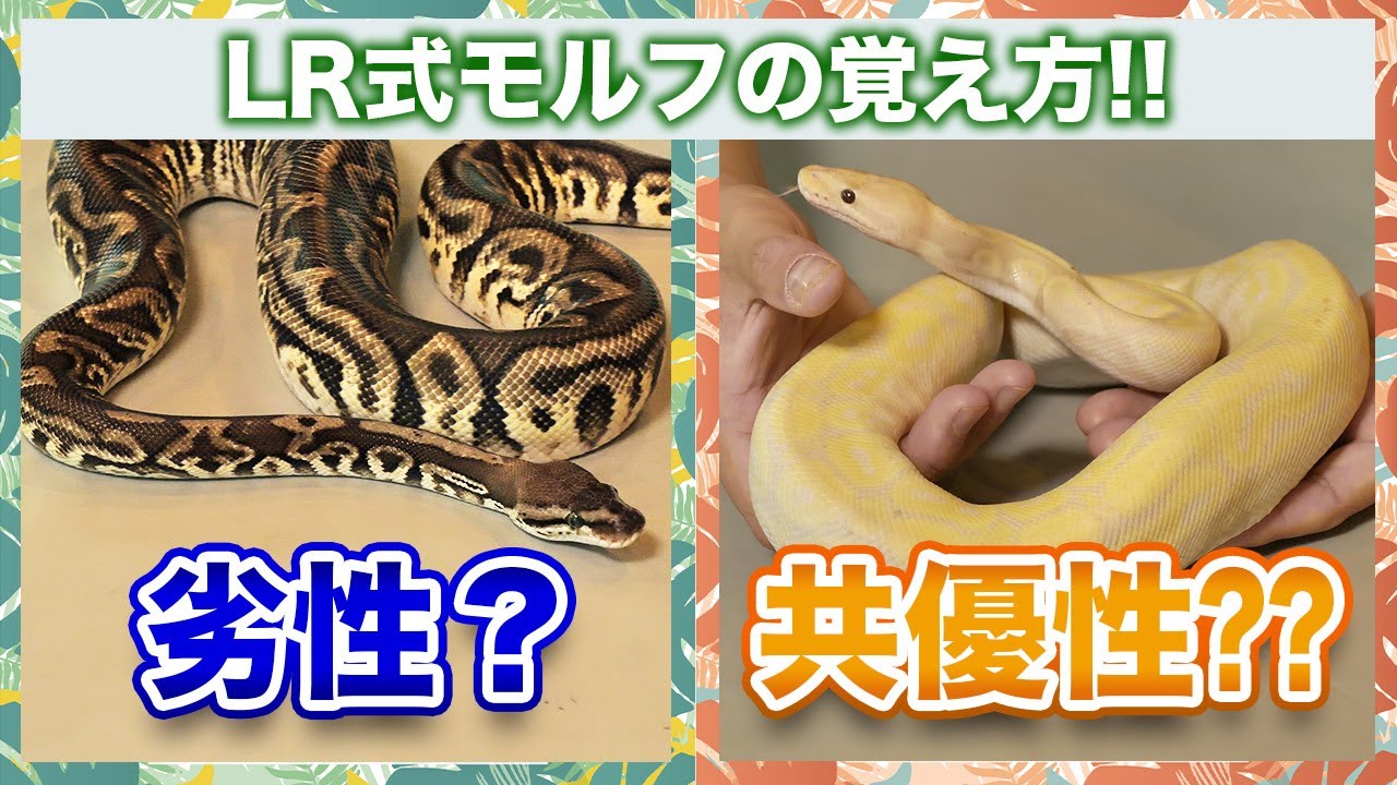 #20 LR式モルフの覚え方？？