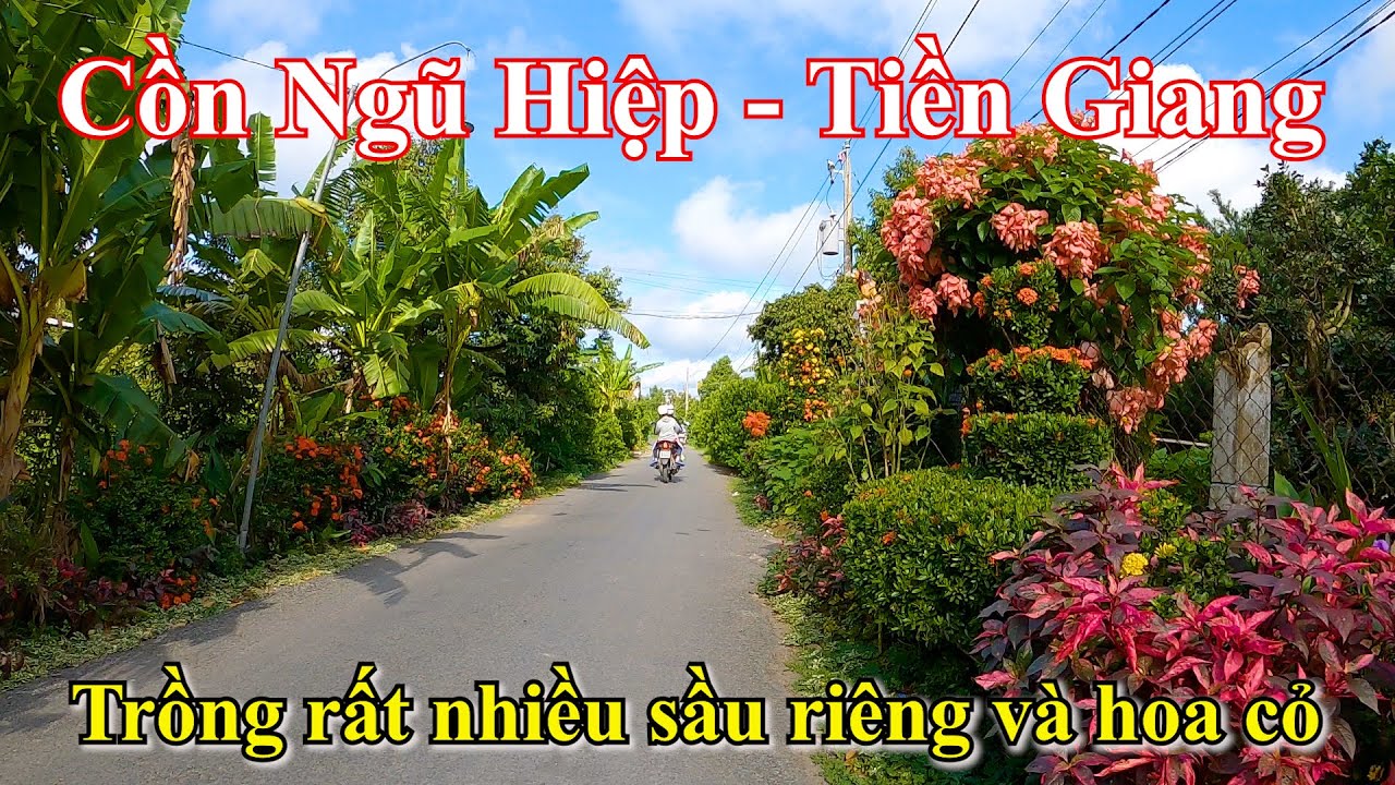 Bến Phà Long Quới đến Bến Phà Tam Bình – Cồn Ngũ Hiệp | Ngũ Hiệp – Cai Lậy – Tiền Giang 09-07-2023