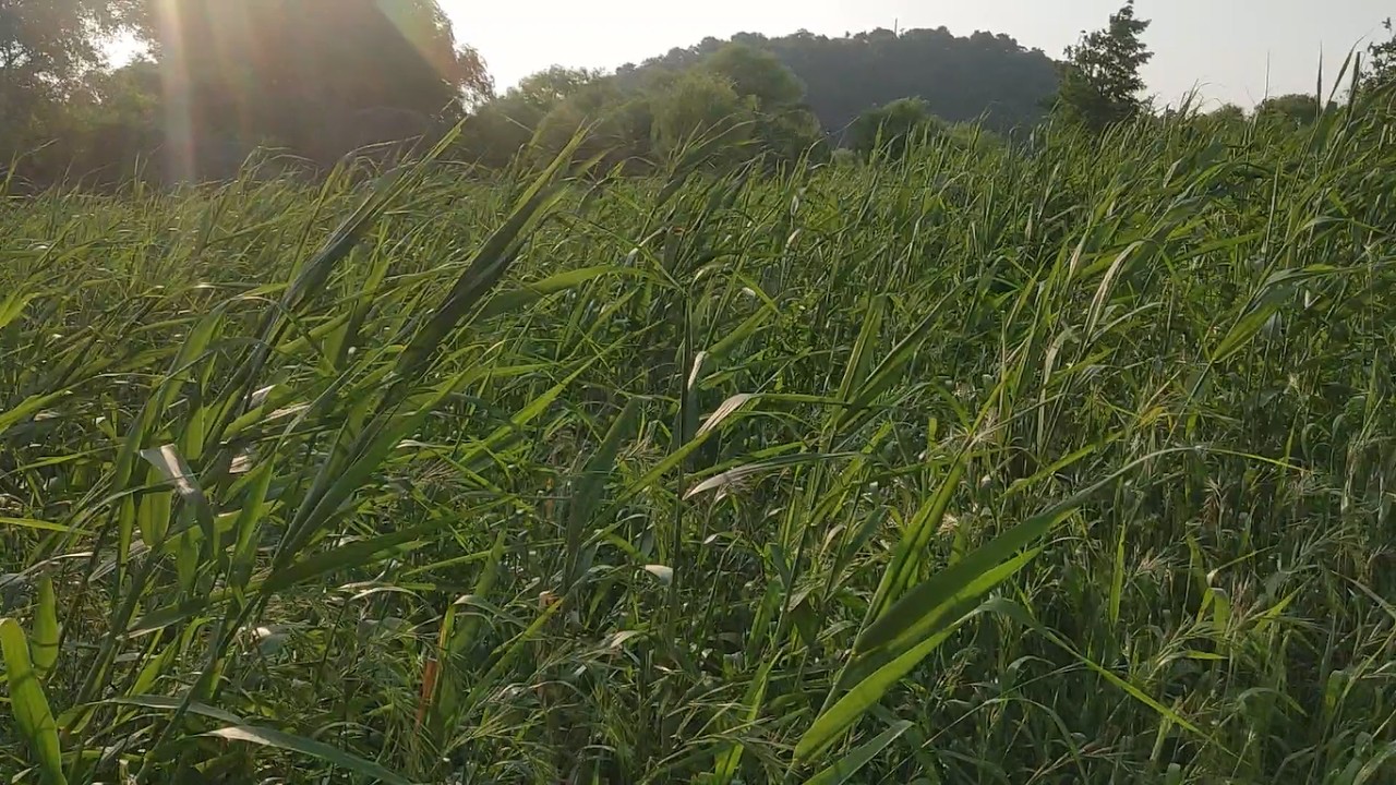 여름 숲 바람 풀잎 소리 summer sound