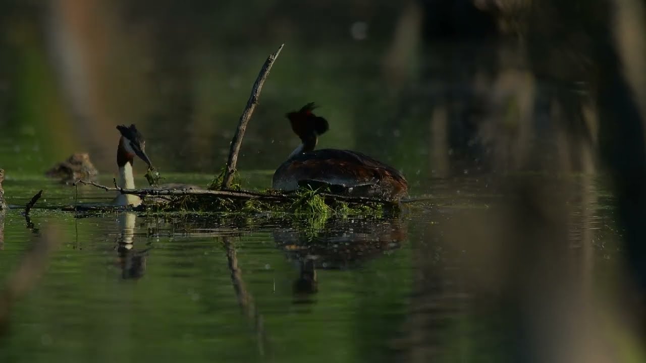 Příroda kolem nás - Potápka roháč (Podiceps cristatus)