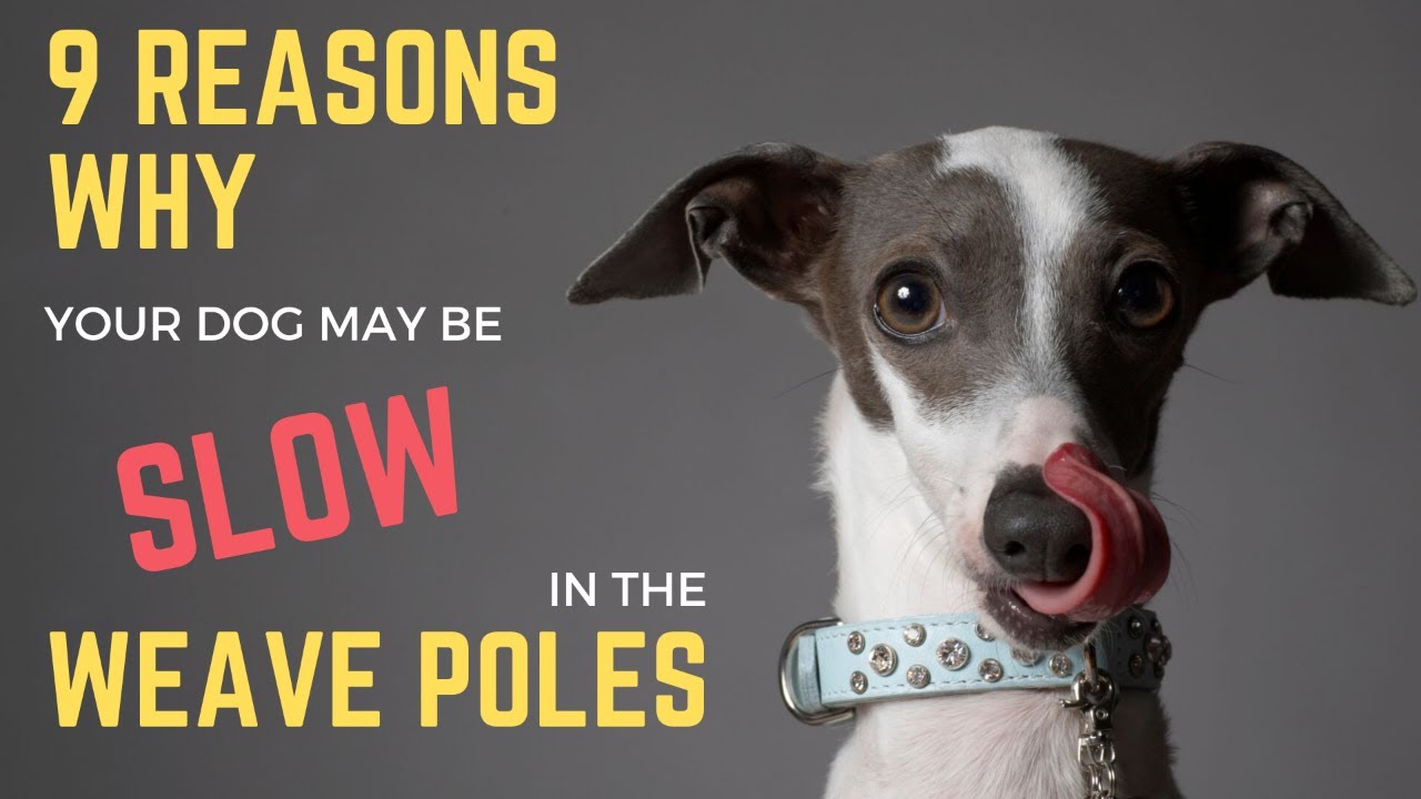 9 Reasons Why Your Agility Dog May Be Slow in the Weave Poles  | Dog Agility | Dog Agility Training