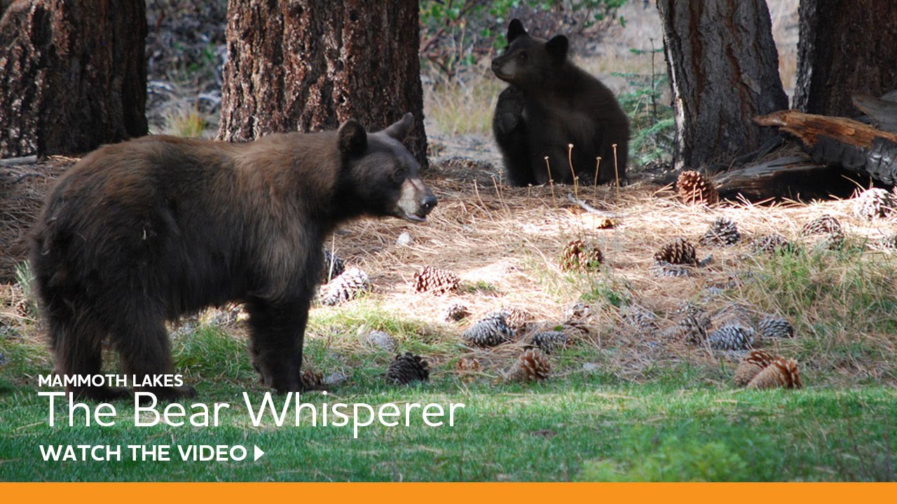Mammoth Lakes Bear Whisperer Steve Searles