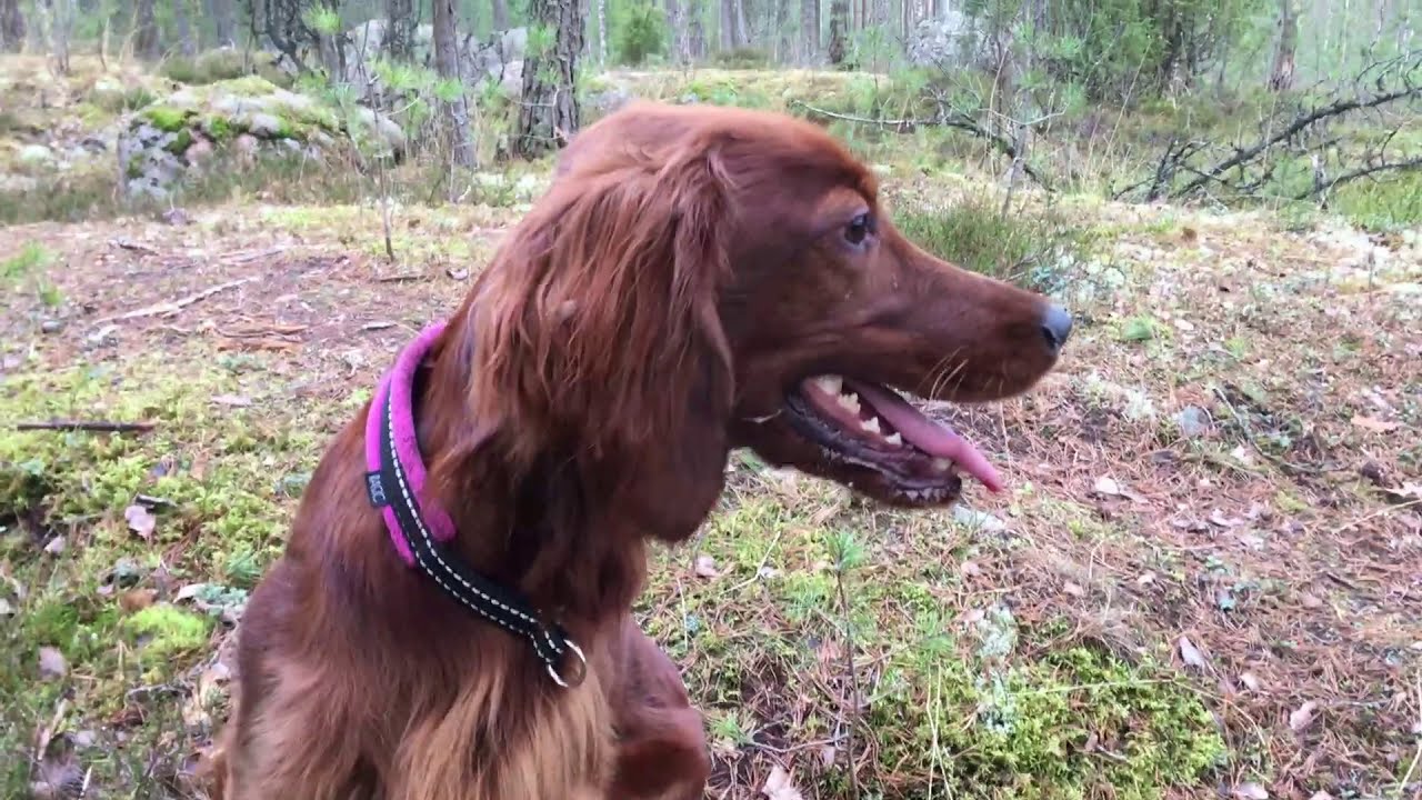 Irish Setter Fun - Red Dog Running