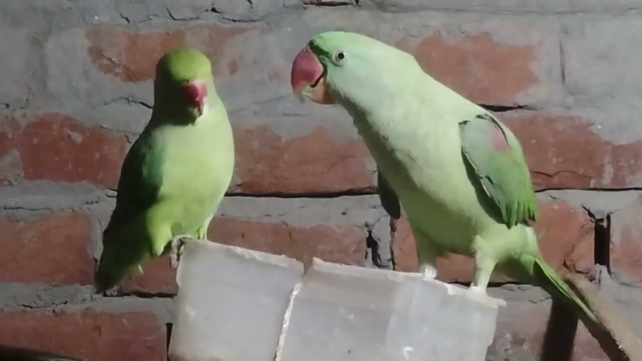Parrot ki mahasangram Jodi mitthu ki Jodi Pepsi non metal 🪙🪙🪙🪙🪙🪙🪙🐦🦜🐦🦜⚔️🍼🍼👽🌚💨🌛💛💪💪💪💪🦤🦤🦤