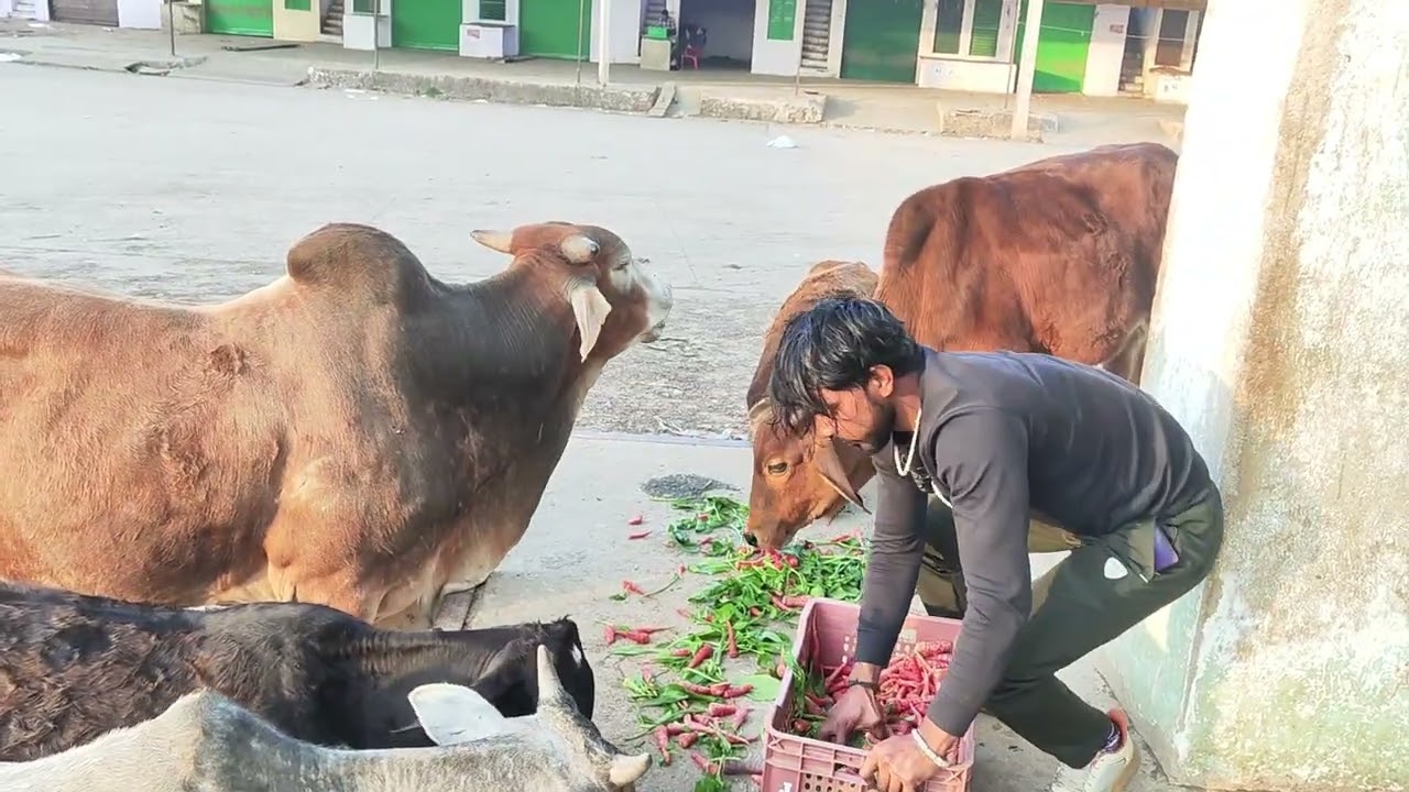 देखो भाई किस प्रकार गौमाता की सेवा करते है🥺🥺 #गौमातामाँ🥰 #गौरक्षा #viralvideos #shortvideos😭😭... 