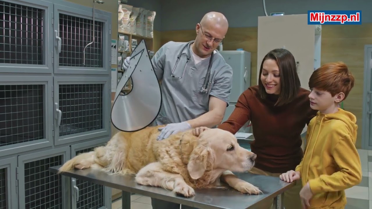 What does a veterinary assistant do?