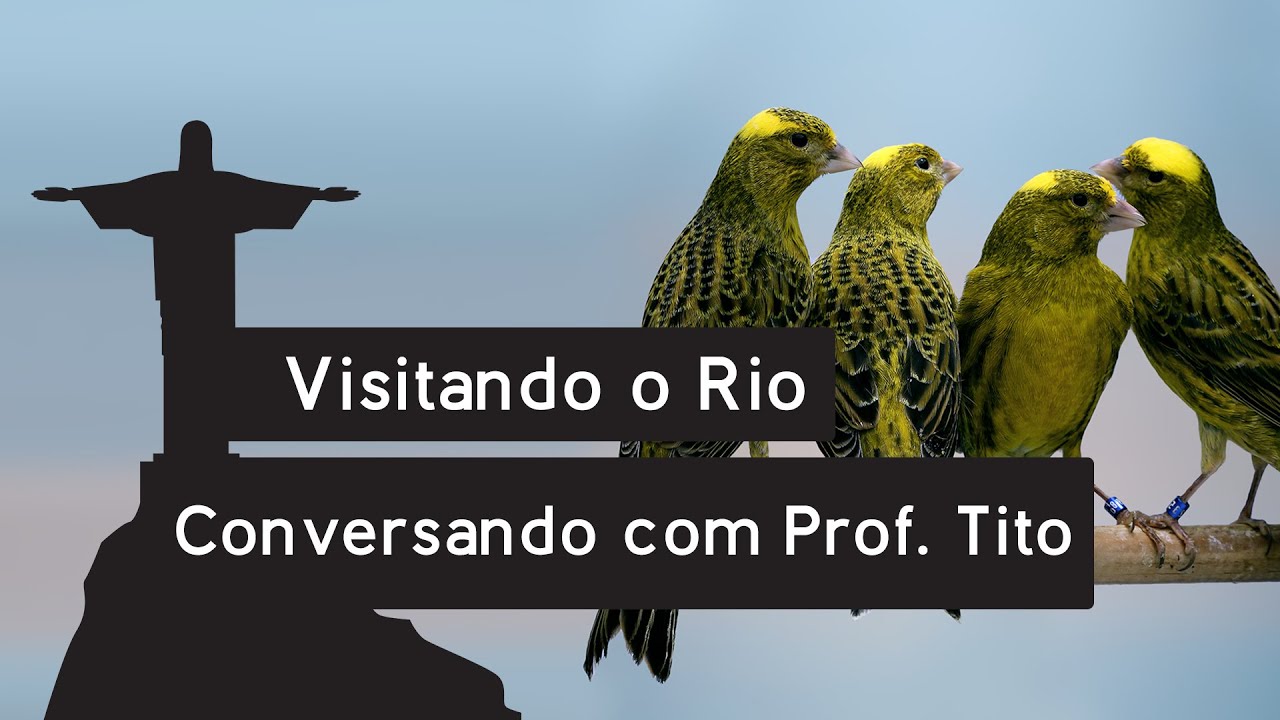 Visitando o Rio - Conversando com Prof. Tito sobre a criação de canário de porte  Lizard