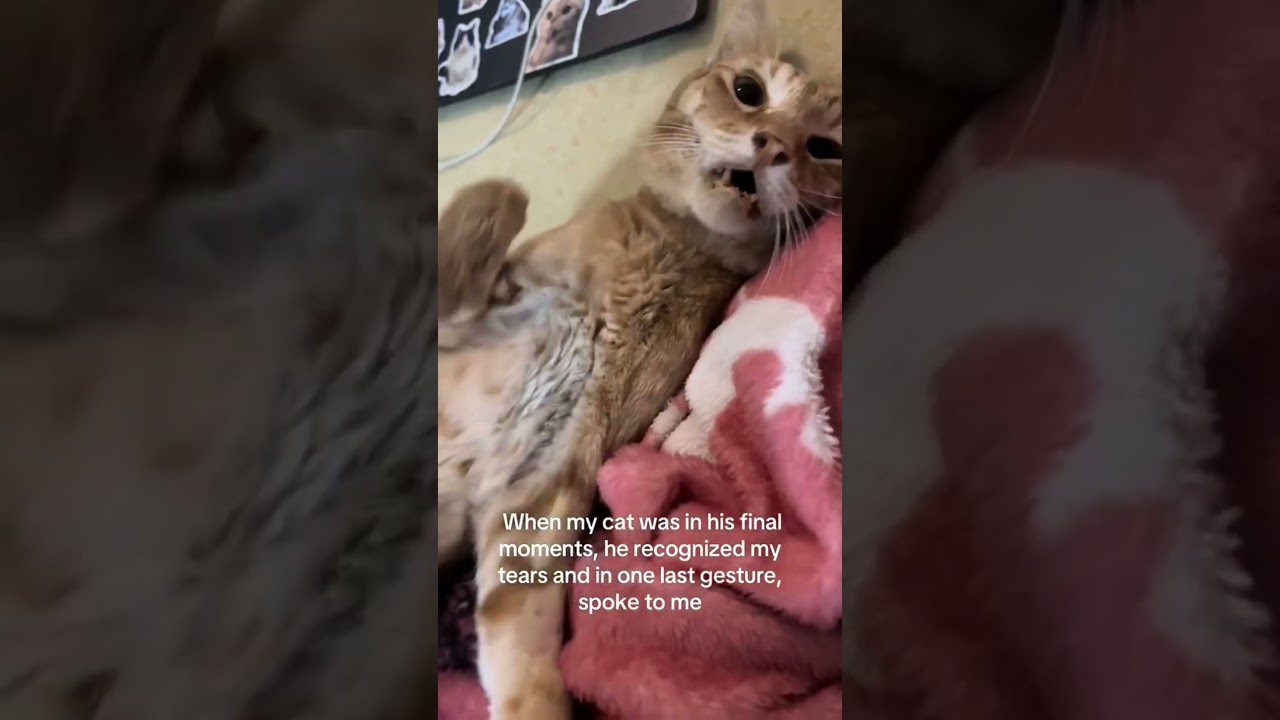 Dying Cat Comforts Owner in His Final Moments 💔#dyingcat