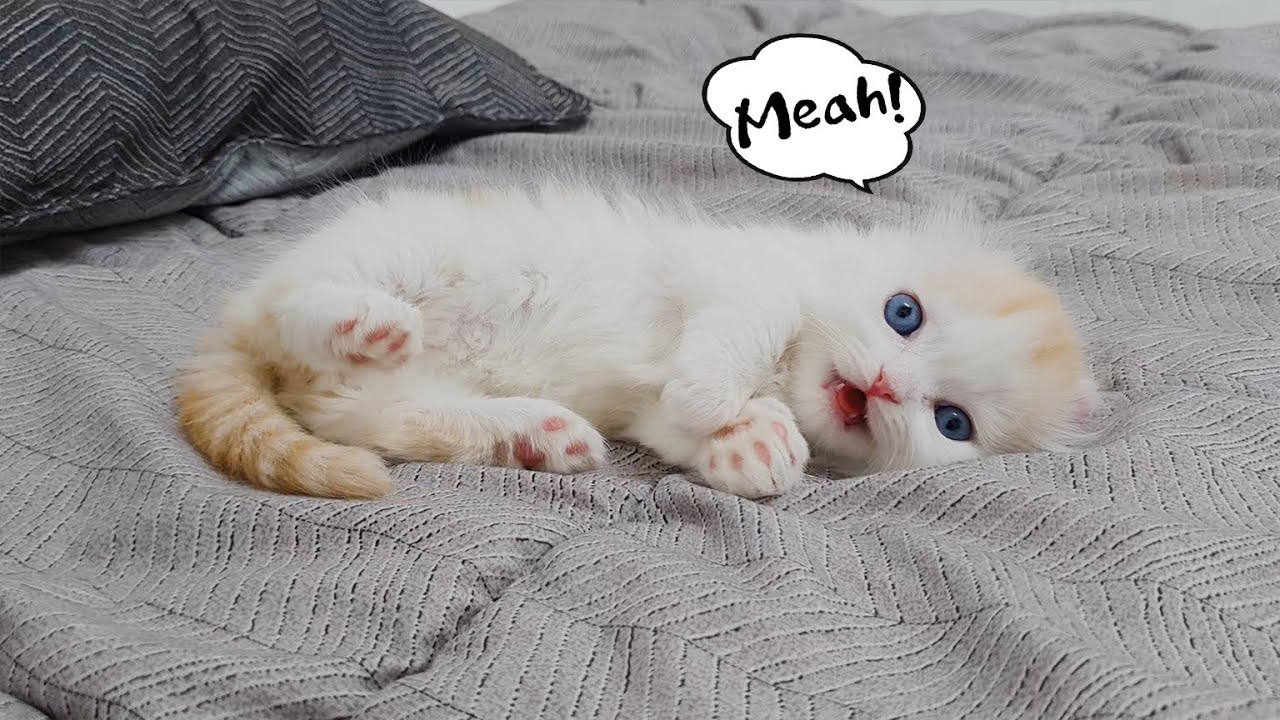A Kitten Answers In a Strange Voice From an Early Age