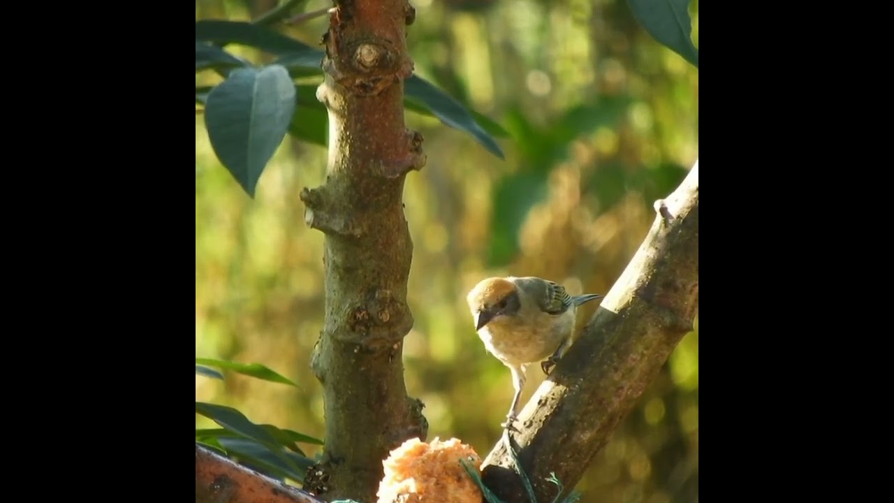 Beautiful sparrow shorts #shorts #birdssounds #relaxyourmind #sparrowshorts #cutebirdsvideo