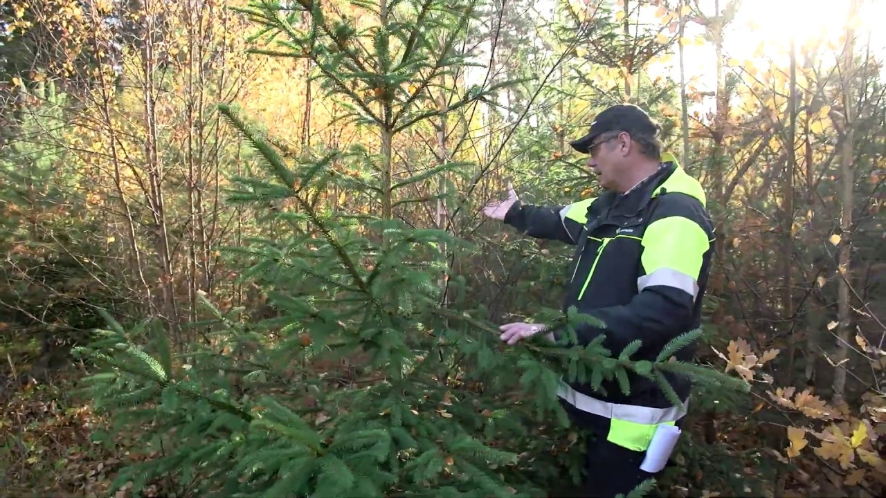 Ungskogsröjning i blandskog