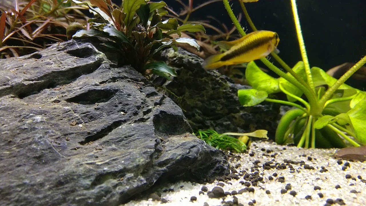 Apistogramme abacaxis. Male and female.