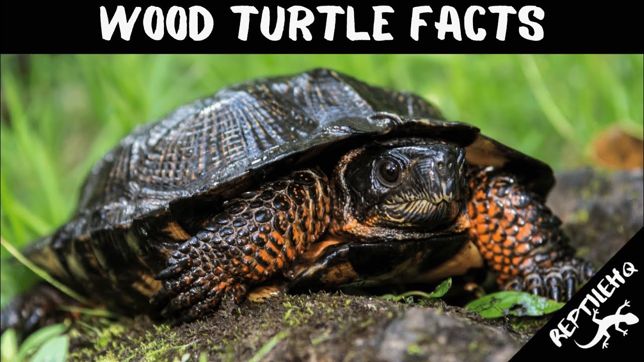 Do You Know These Facts About Wood Turtles?