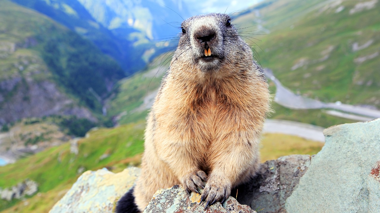 Сурки: не только белки 🐿️ | Удивительный мир сурков