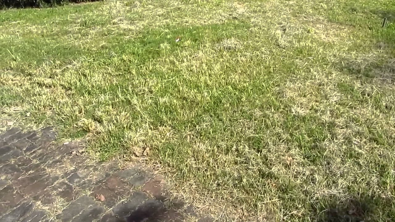 JJ1000 Sport Flight