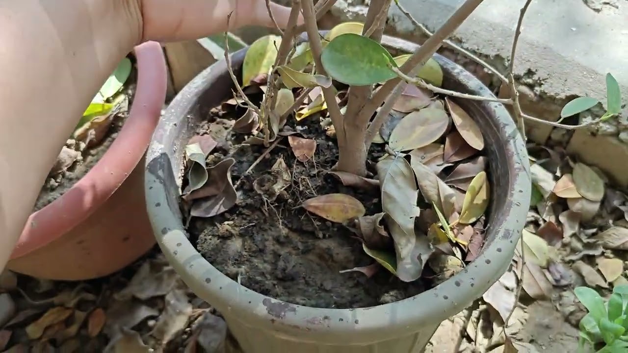 जिंदगी में रंग होना हो प्रकृति रंगीन है इन से हमारी ज़िन्दगी 