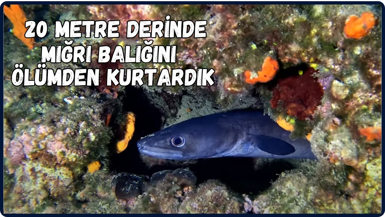 20 Metre Derinde Balığı &Ouml;l&uuml;m Tuzağından Kurtardık