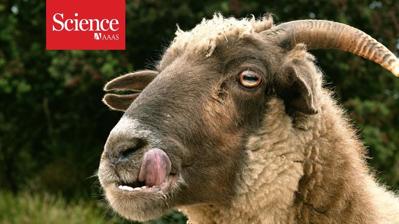 Хищник или добыча? Глаза говорят сами за себя.